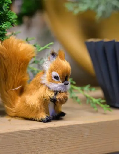 Eichhörnchen